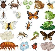 Different kinds of insects and animals on white background vector