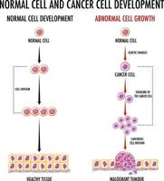 Diagram showing normal cell and cancer cell vector