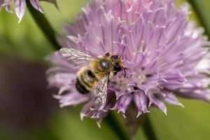 abeja de miel en una pequeña flor rosa. foto