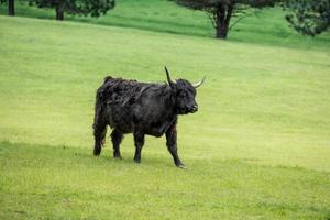 Black highland cow in pasture. photo