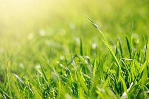 Young green fresh grass in spring. photo