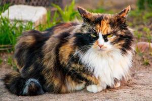 Angry cat sits on the ground near the house. photo