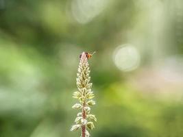 macro insectos, mariposas, polillas, moscas, mosquitos, orugas, mantis en ramitas, flores de hoja con un fondo natural foto