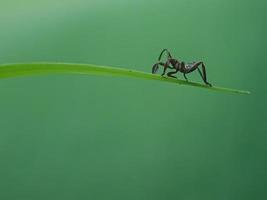 Macro insects, butterflies, moths, flies, mosquitoes, caterpillars, mantis on twigs, leaf flowers with a natural background photo