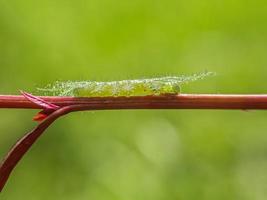 Macro insects, butterflies, moths, flies, mosquitoes, caterpillars, mantis on twigs, leaf flowers with a natural background photo