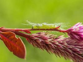 Macro insects, butterflies, moths, flies, mosquitoes, caterpillars, mantis on twigs, leaf flowers with a natural background photo