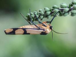 Macro insects, butterflies, moths, flies, mosquitoes, caterpillars, mantis on twigs, leaf flowers with a natural background photo