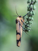 Macro insects, butterflies, moths, flies, mosquitoes, caterpillars, mantis on twigs, leaf flowers with a natural background photo