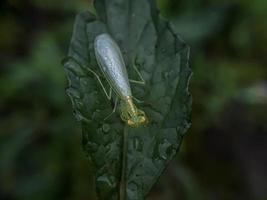 Macro insects, butterflies, moths, flies, mosquitoes, caterpillars, mantis on twigs, leaf flowers with a natural background photo