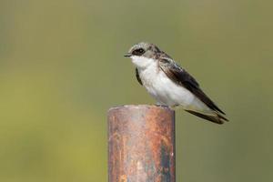 Tree swallow perched on a pole.