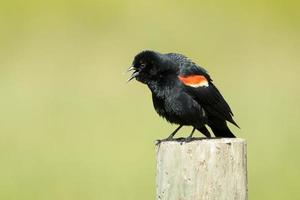 Red winged blackbird singing out. photo