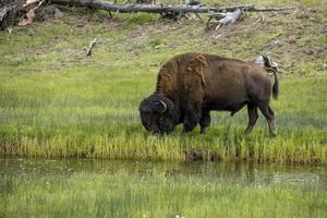 Bison by the stream.