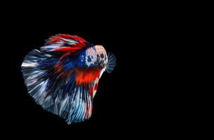 Beautiful multi color Betta fish with clipping path, Siamese fighting fish isolated on black background photo