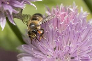 Honey bee gathering the pollen. photo