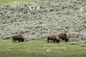 tres bisontes pastando en la hierba.