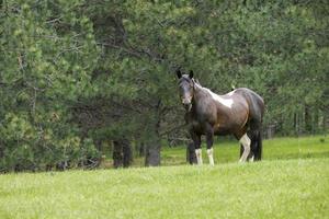 Pretty horse in the pasture. photo