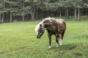 Miniature horse grazing. photo