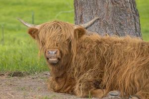 Close up of a brown highland cow. photo