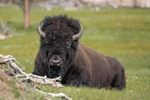 Portrait of bison laying down.