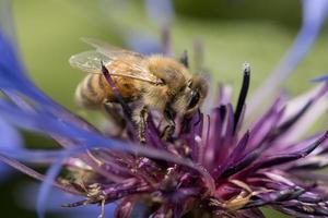 Honey bee on a purple flower. photo
