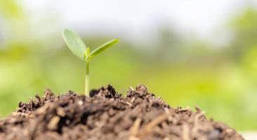 Small plant growing in the ground with bulrred green background photo