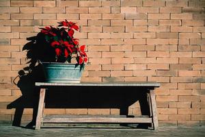 flores tropicales rojas en un banco de madera frente a una vieja pared de ladrillos a la luz del sol foto