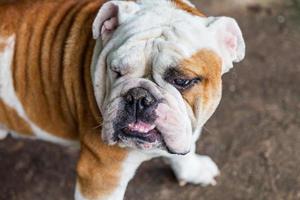 English Bulldog looking photo