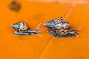 Snail crawling on the floor photo