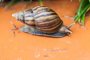 Snail crawling on the floor photo