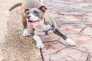 Cute Pit Bull dog laying photo