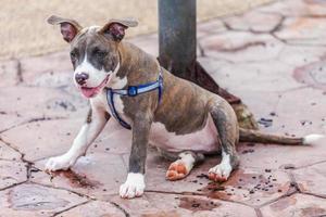 Cute Pit Bull dog laying photo