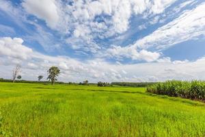 campo de arroz hierba verde cielo azul con nubes foto