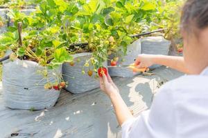 Selective focus of Girl hand picking fresh red organic strawberries in the garden photo