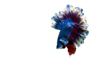 Beautiful multi color Betta fish with clipping path, Siamese fighting fish isolated on white background photo