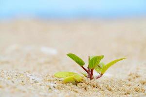 Plants growing in the sand on the beach, small bushes on the sand photo