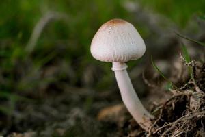 Macro photo of Mushroom growing in forest with blur background