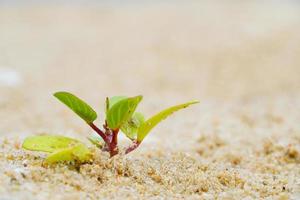 plantas que crecen en la arena de la playa, pequeños arbustos en la arena foto