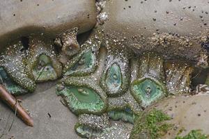 Green Anemones in a Tide Pool