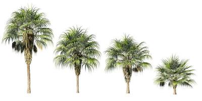 Collection of 3D palm trees isolated side view on white background photo