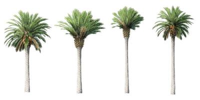 3D canary palm trees isolated on white background photo