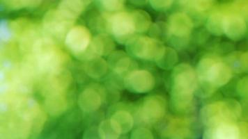 green bokeh abstract background photo