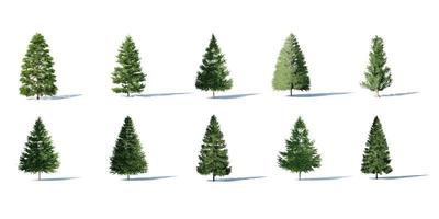 Beautiful 3D Trees Isolated with shadow on white background photo