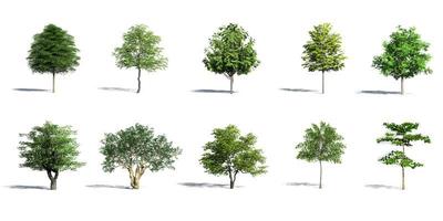3D Trees Isolated with shadow on white background photo