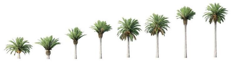 Beautiful 3D Collection Growth of canary palm Trees Isolated on white background photo