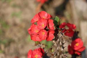 corona de espinas flor hermosa euphorbia milii flores foto