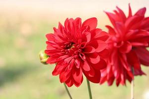 dahlia flower blossom beautiful red dahlia flower photo