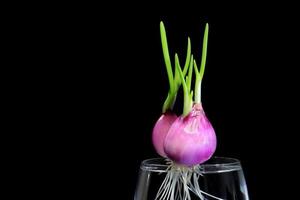 los chalotes están creciendo, el experimento de cultivar chalotes en un vaso de agua sobre un fondo negro foto