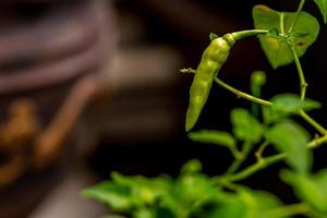 Chili plants that are bearing fruit that have a pale yellow color, green leaves, blurry environmental background photo