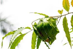 A group of ants nesting in a tree branch that has slightly wide green leaves, a clear sky background photo