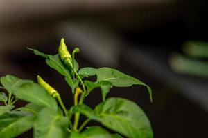 Chili plants that are bearing fruit that have a pale yellow color, green leaves, blurry environmental background photo
